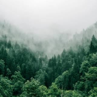 Beautiful misty view wallpaper