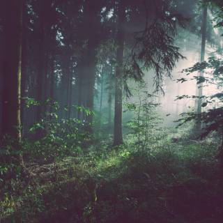Beautiful misty view wallpaper