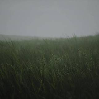 Wavy grass wallpaper
