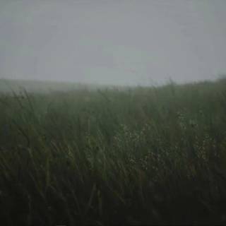 Wavy grass wallpaper