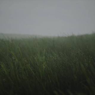 Wavy grass wallpaper