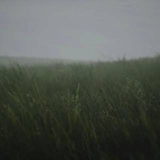Wavy grass wallpaper