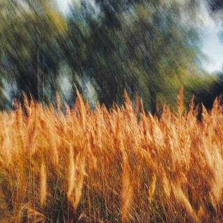 Wavy grass wallpaper