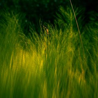Wavy grass wallpaper