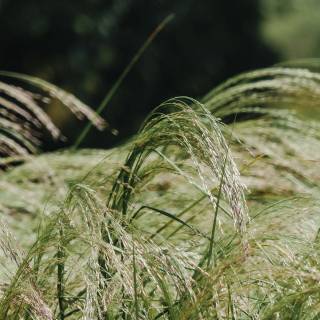 Wavy grass wallpaper