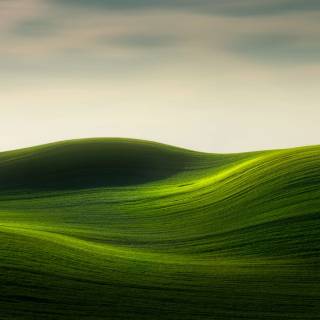 Wavy grass wallpaper