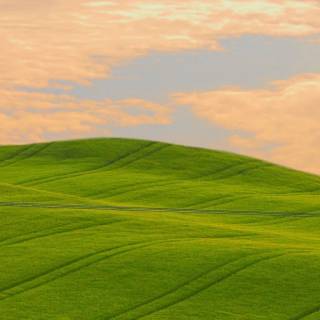 Wavy grass wallpaper