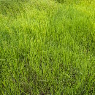 Wavy grass wallpaper