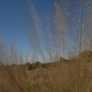 Wavy grass wallpaper