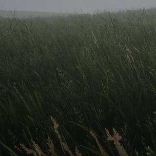 Wavy grass wallpaper