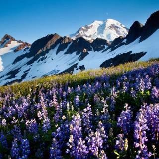 Mount Baker wallpaper