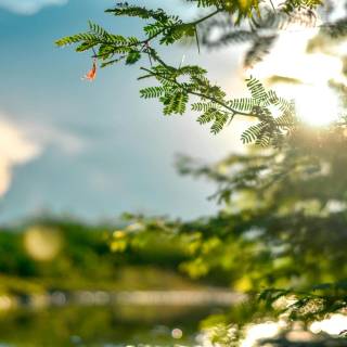 Sunlight eyes 4k wallpaper