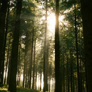 Sunlight eyes 4k wallpaper