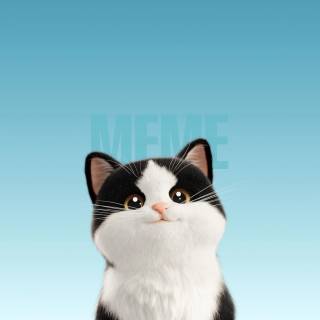 Cat funny 4k wallpaper