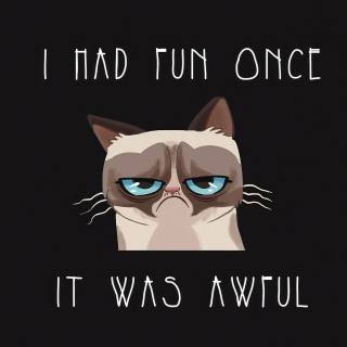 Cat funny 4k wallpaper