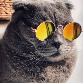 Cat funny 4k wallpaper