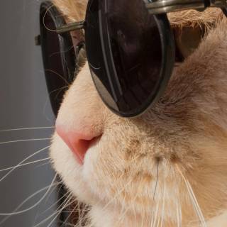 Cat funny 4k wallpaper