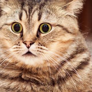 Cat funny 4k wallpaper