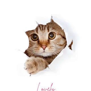 Cute cat anime phone wallpaper