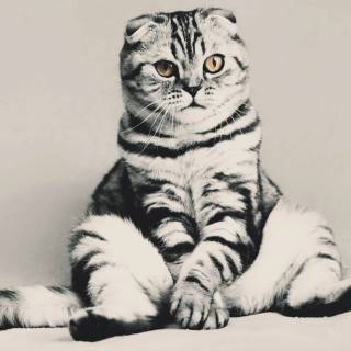 Cat funny 4k wallpaper