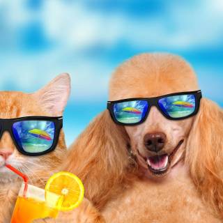 Cat funny 4k wallpaper