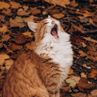 Cat funny 4k wallpaper