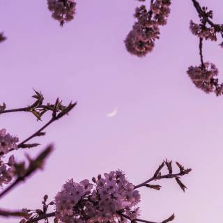 Aesthetic 4k purple wallpaper