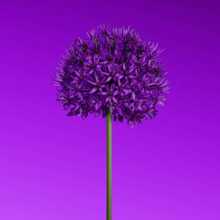 Aesthetic 4k purple wallpaper