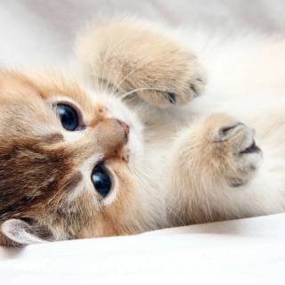 Cute kitten 4k wallpaper