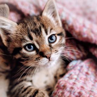 Cute kitten 4k wallpaper