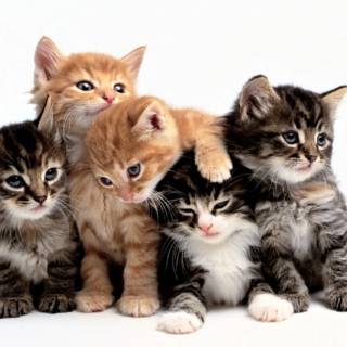 Cute kitten 4k wallpaper