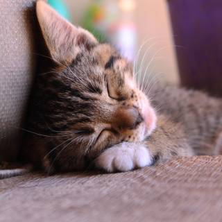 Cute kitten 4k wallpaper