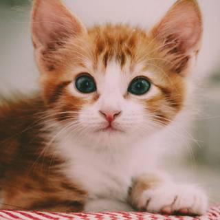 Cute kitten 4k wallpaper