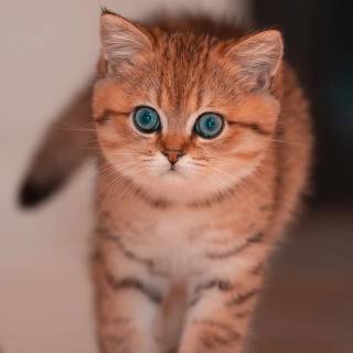 Cute kitten 4k wallpaper