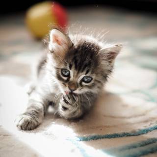 Cute kitten 4k wallpaper