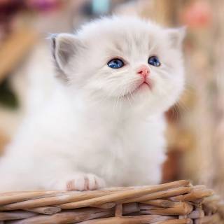 Cute kitten 4k wallpaper
