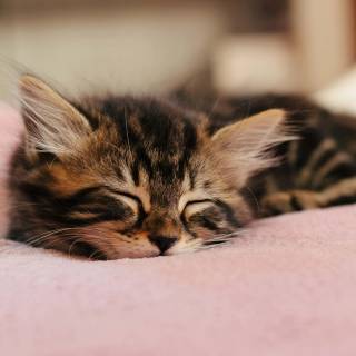 Cute kitten 4k wallpaper