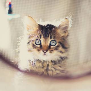 Cute kitten 4k wallpaper