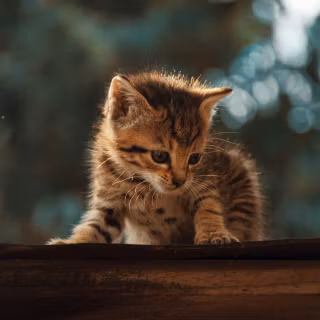 Cute kitten 4k wallpaper