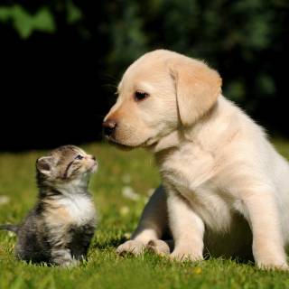 Cute kitten 4k wallpaper