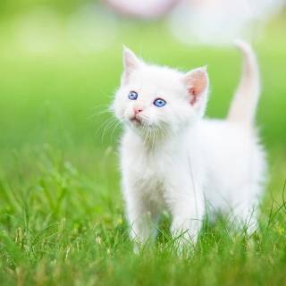 Cute kitten 4k wallpaper