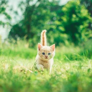 Cute kitten 4k wallpaper