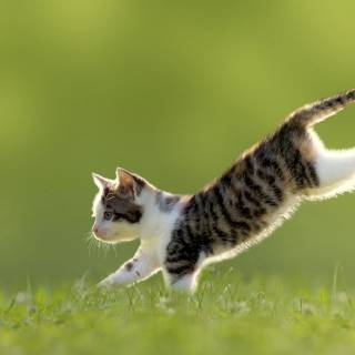 Cute kitten 4k wallpaper