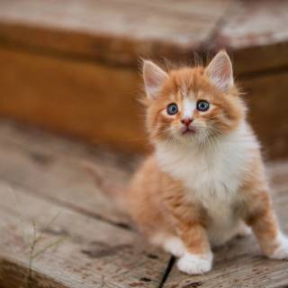 Cute kitten 4k wallpaper