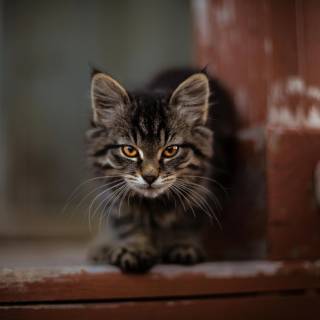 Cute kitten 4k wallpaper