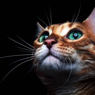 Cute kitten 4k wallpaper