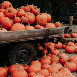 Fall season phone wallpaper