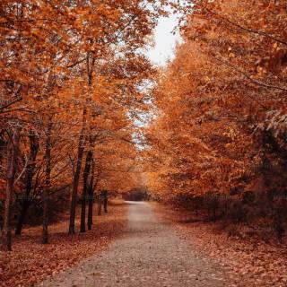 Fall season phone wallpaper