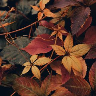 Fall season phone wallpaper