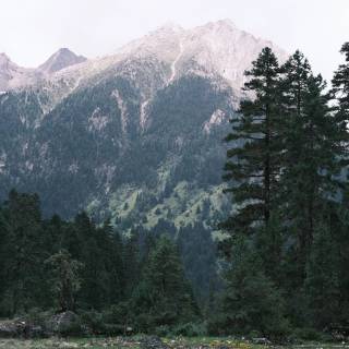 Wilderness phone wallpaper
